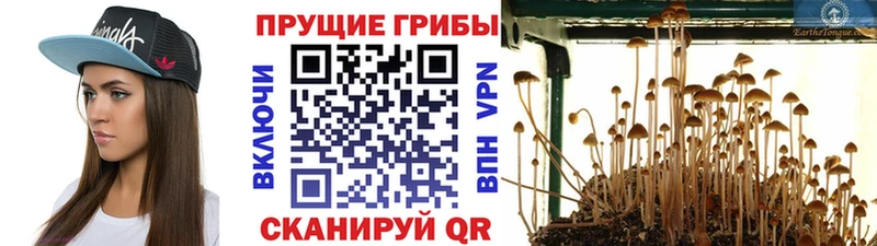 Галлюциногенные грибы Psilocybe  Сольцы 